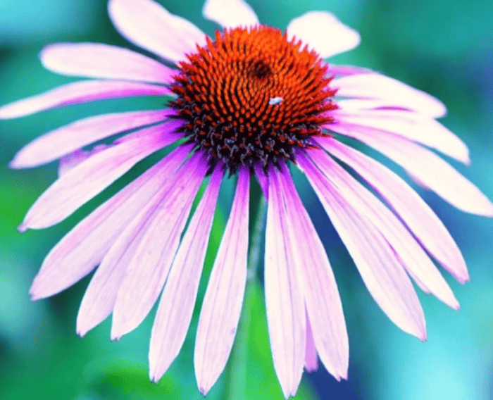 Why Echinacea Isn’t the Best Herb to Use for Colds Whole Systems