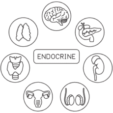 Icon representing holistic hormone balance and support for symptoms like PMS, perimenopause, low testosterone, and adrenal stress.