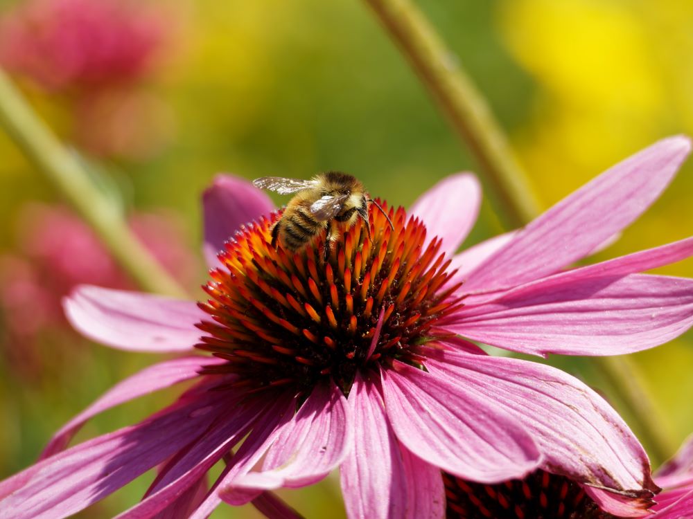 Why Echinacea Isn’t the Best Herb to Use for Colds - Whole Systems ...