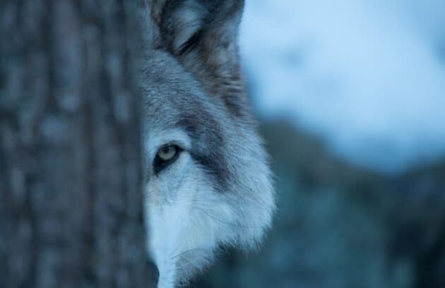 wolf behind a tree