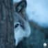 wolf behind a tree