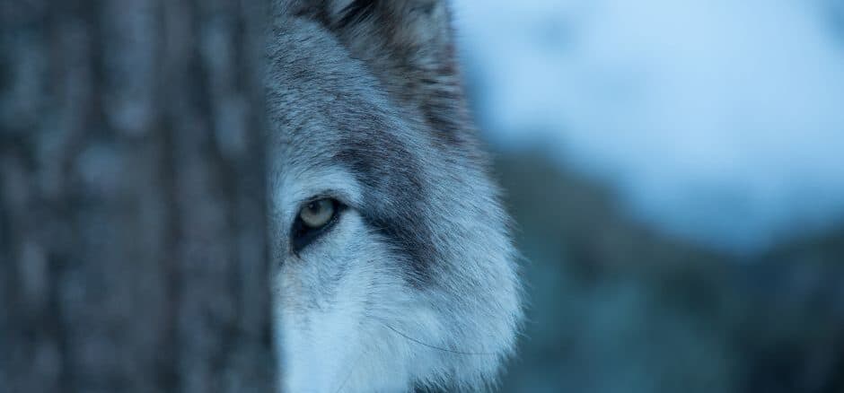 wolf behind a tree