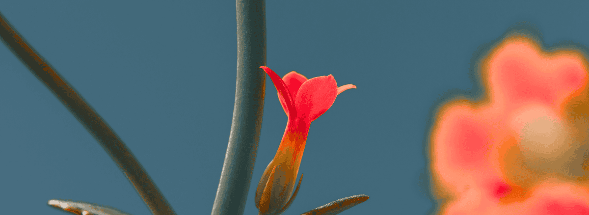 Flower against a blue background