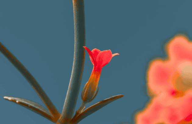 Flower against a blue background